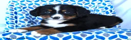 Bernese Mountain Dog dogs for sale: Jojo - Ad 3