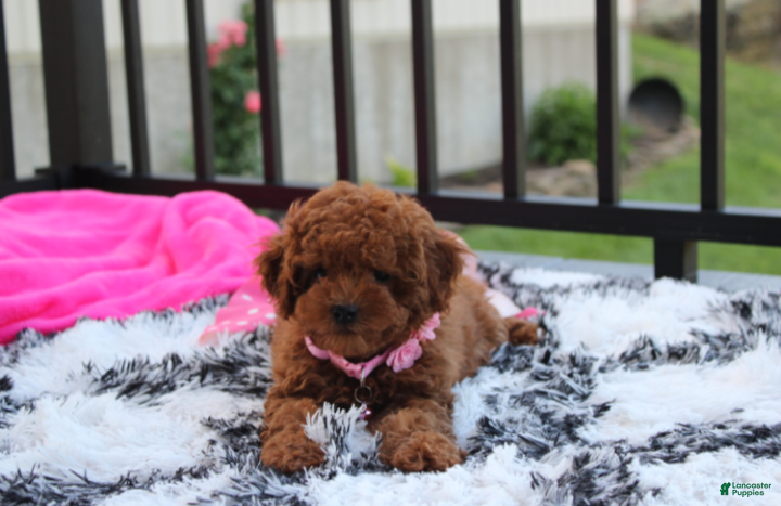 Miniature Poodle dogs Sasha  - Ad 1