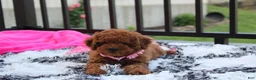Miniature Poodle dogs for sale: Sasha  - Ad 1