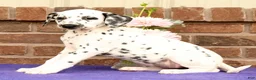 Dalmatian dogs for sale: Gina - Ad 8