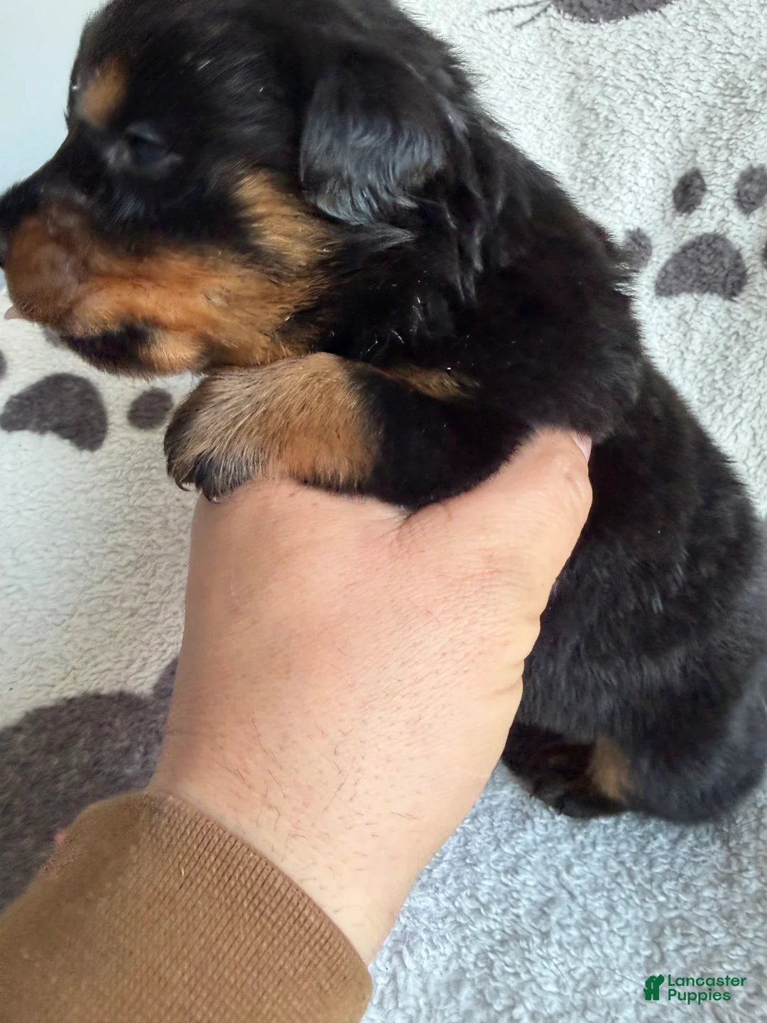 Rottweiler dogs for sale: Sky - Ad 7