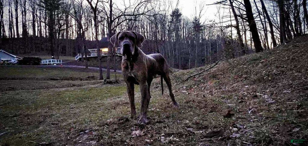 Gallery Image {{count}}