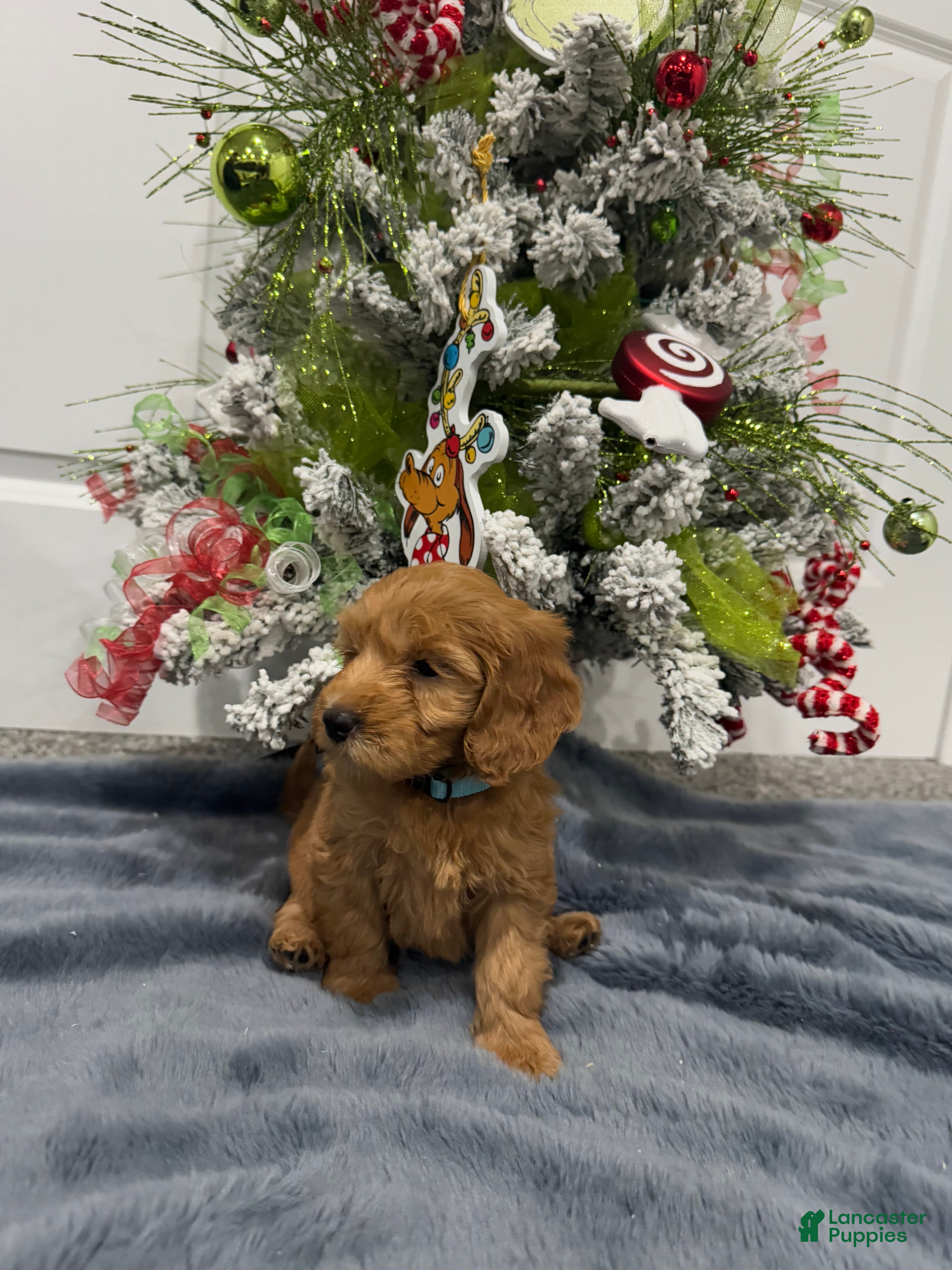 Goldendoodle dogs Goldendoodle Puppy 5 - Ad 15
