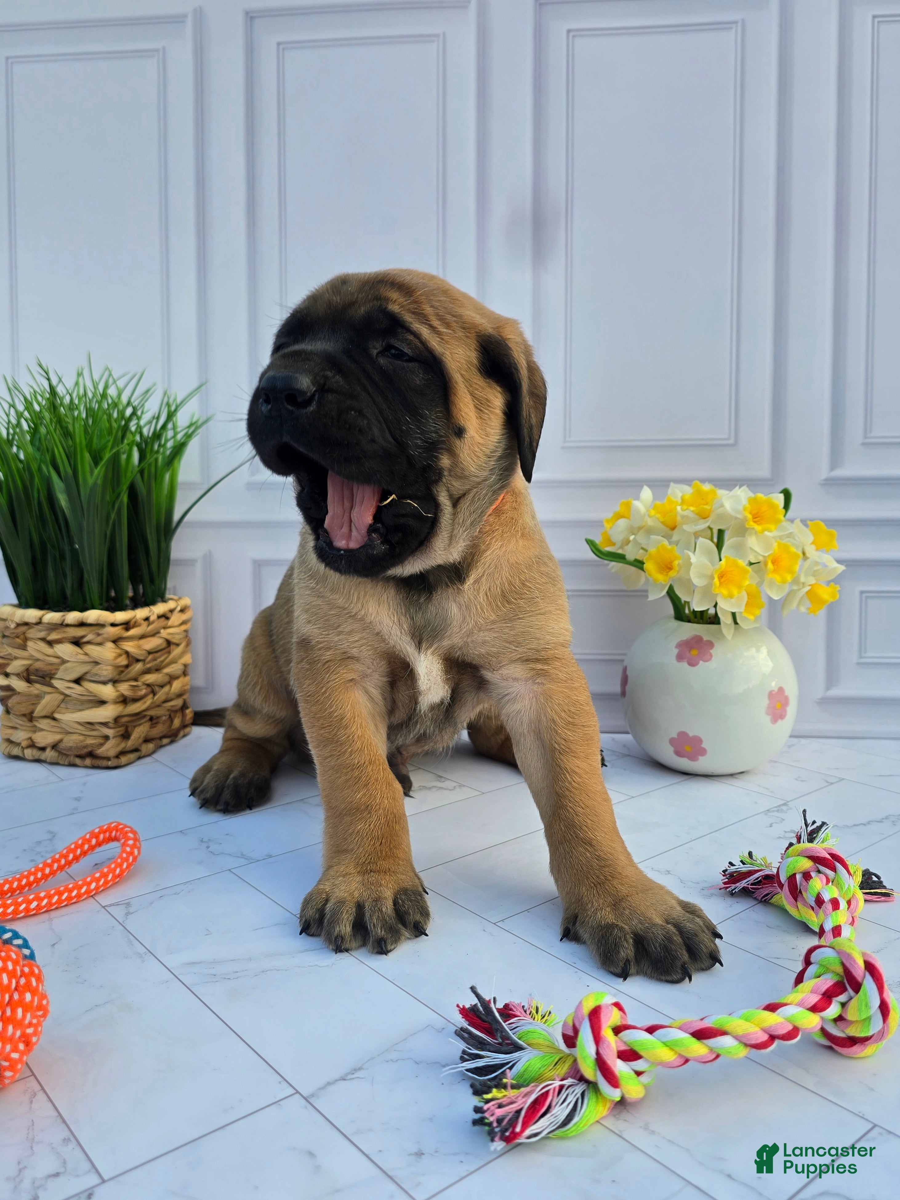 English Mastiff dogs English Mastiff Puppy 3 - Ad 1