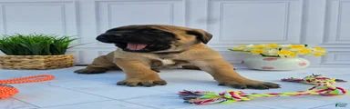 English Mastiff Puppy 3