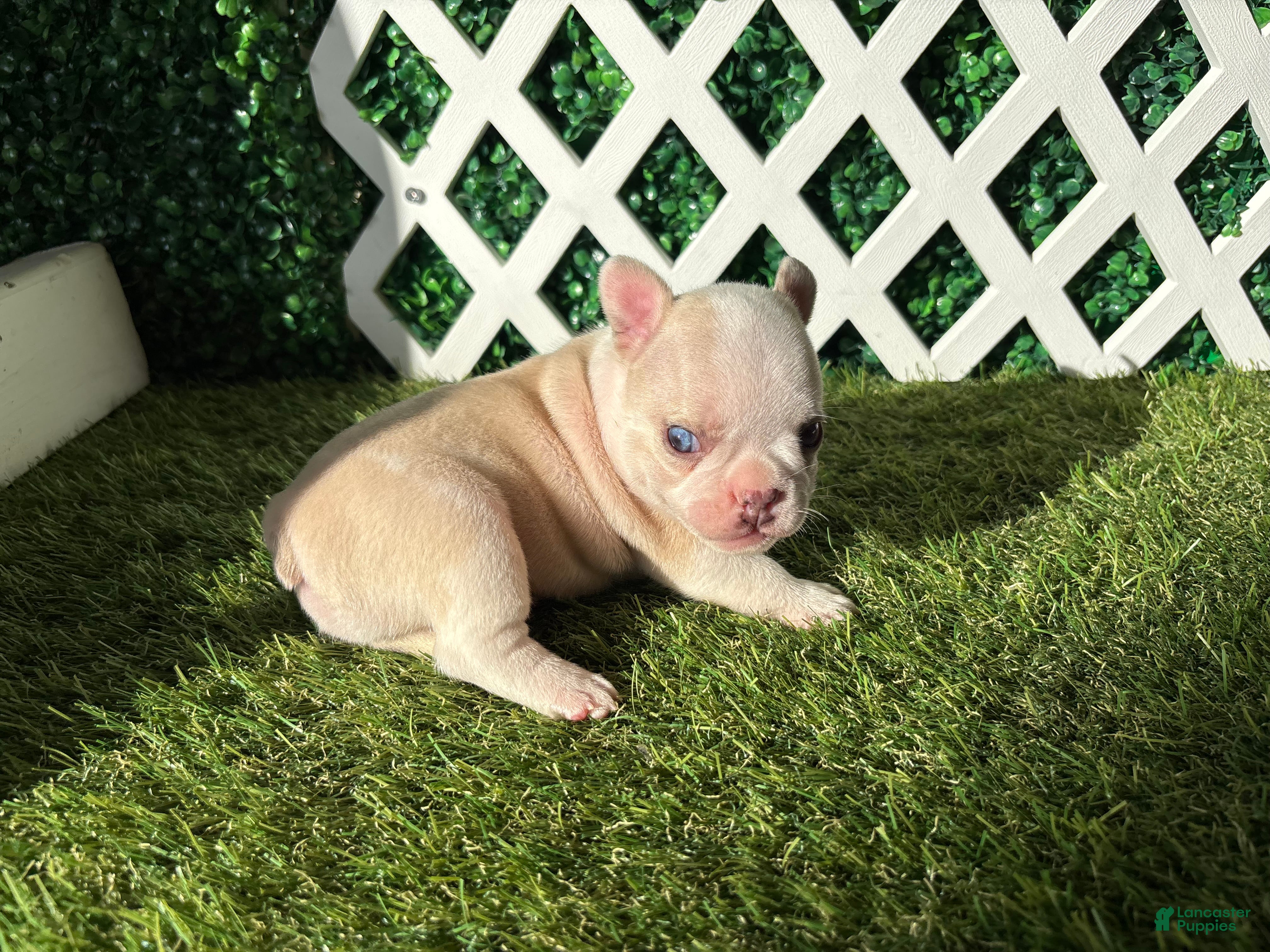 French Bulldog dogs for sale: French Bulldog 2 - Ad 4