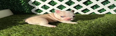 French Bulldog 2