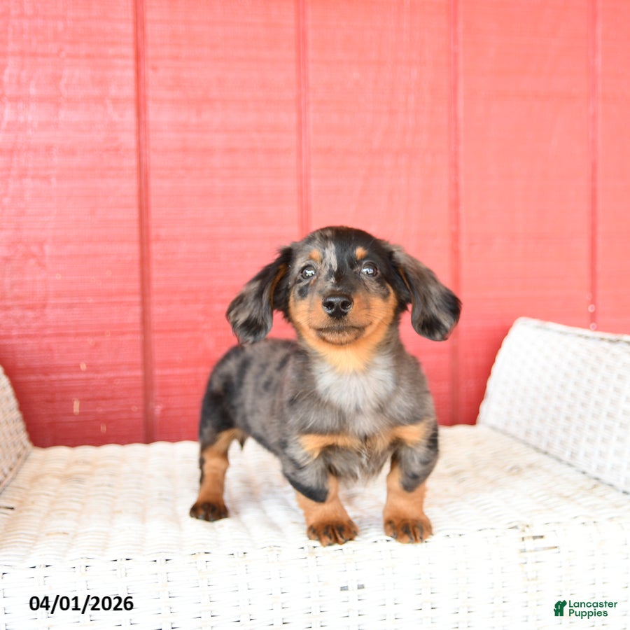 Dachshund dogs Tony  - Ad 2