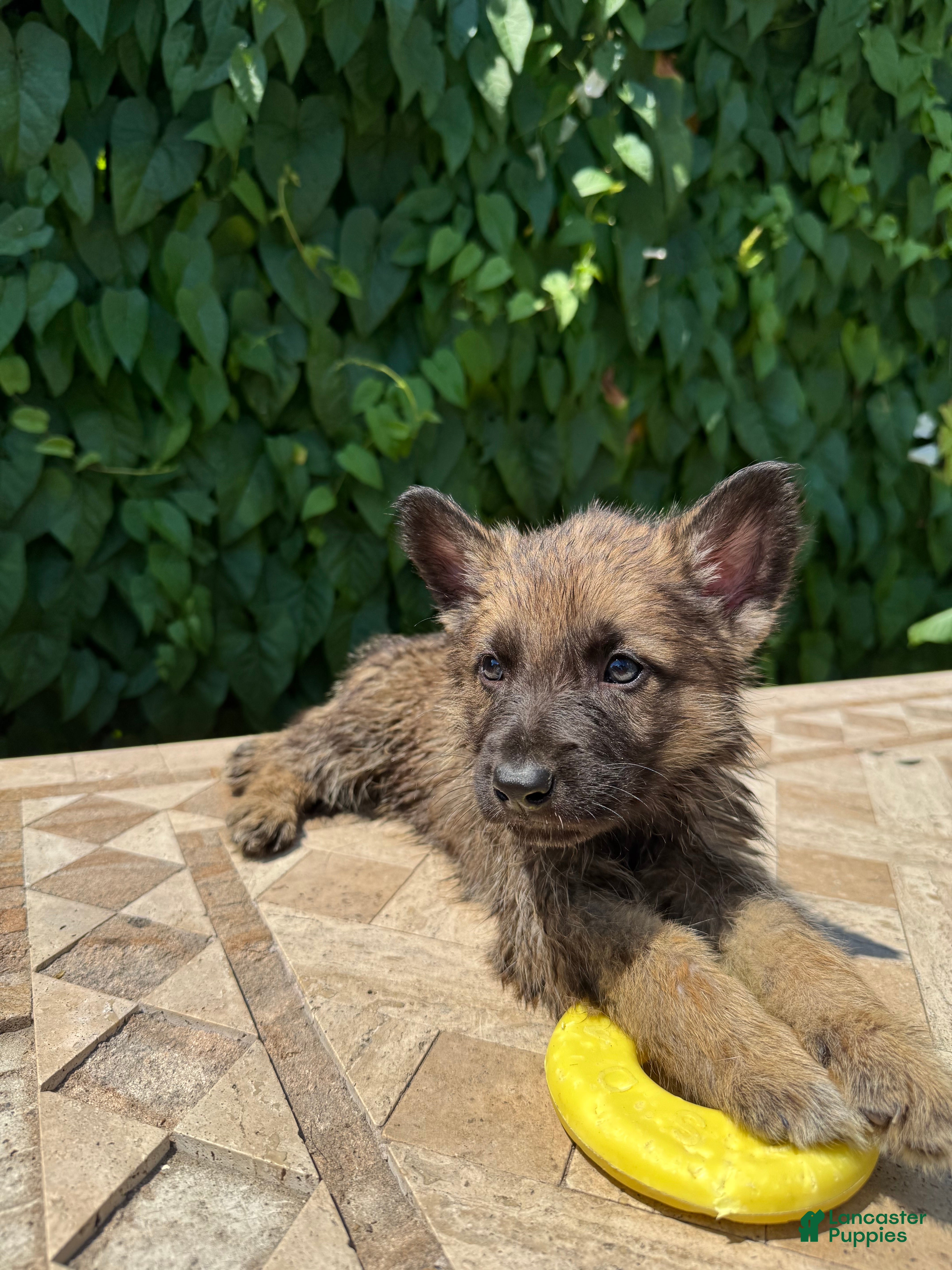 German Shepherd dogs Benji - Ad 2