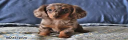 Miniature Dachshund dogs for sale: Molly - Ad 4