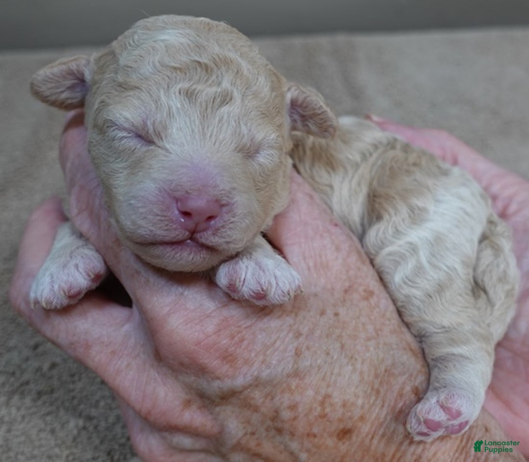 Toy Poodle dogs for sale: Denver shimmering champagne - Ad 10