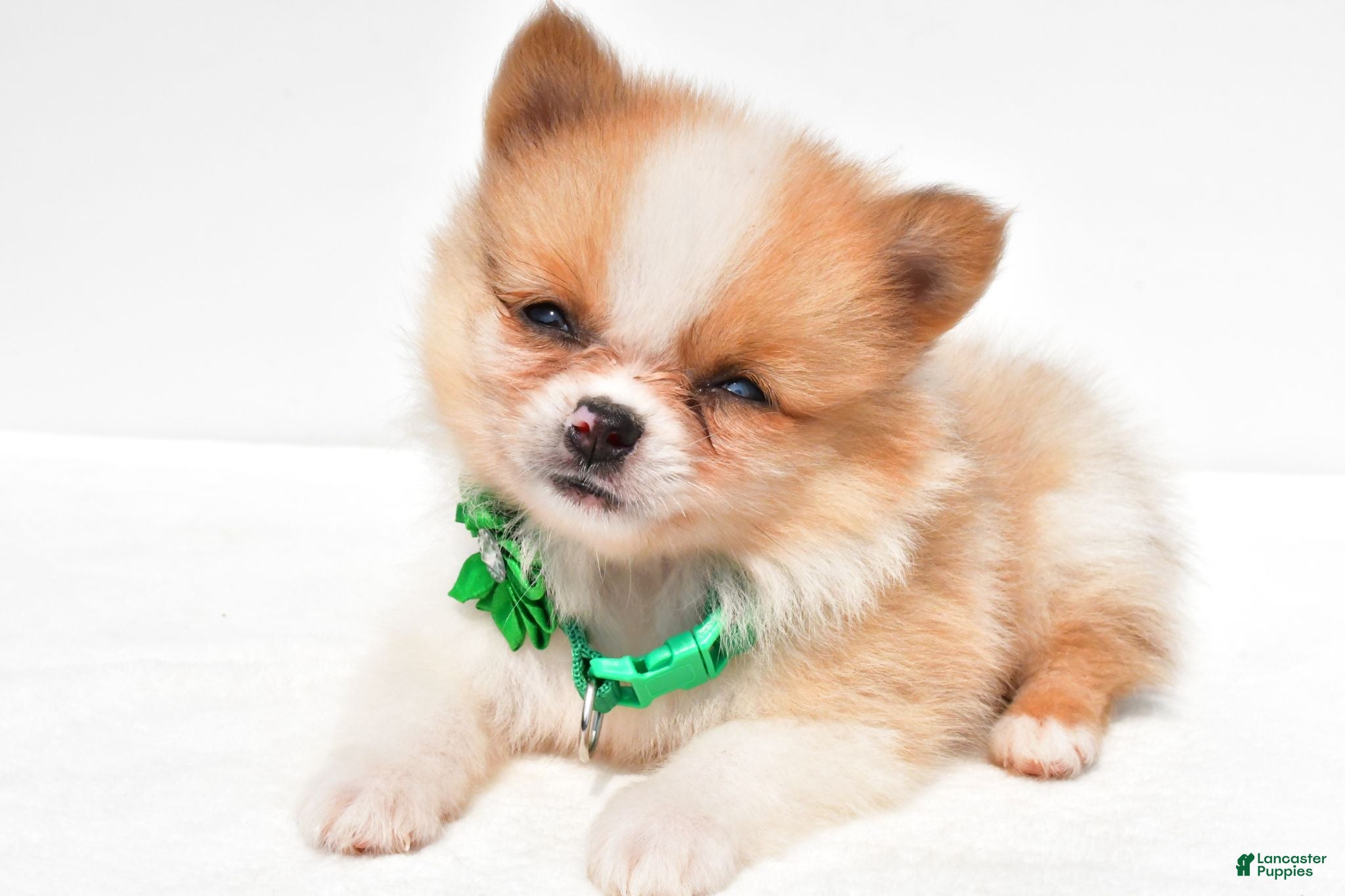 Pomeranian dogs Sandy - Ad 1