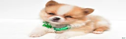 Pomeranian dogs for sale: Sandy - Ad 1