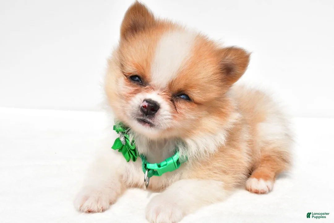 Pomeranian dogs for sale: Sandy - Ad 1