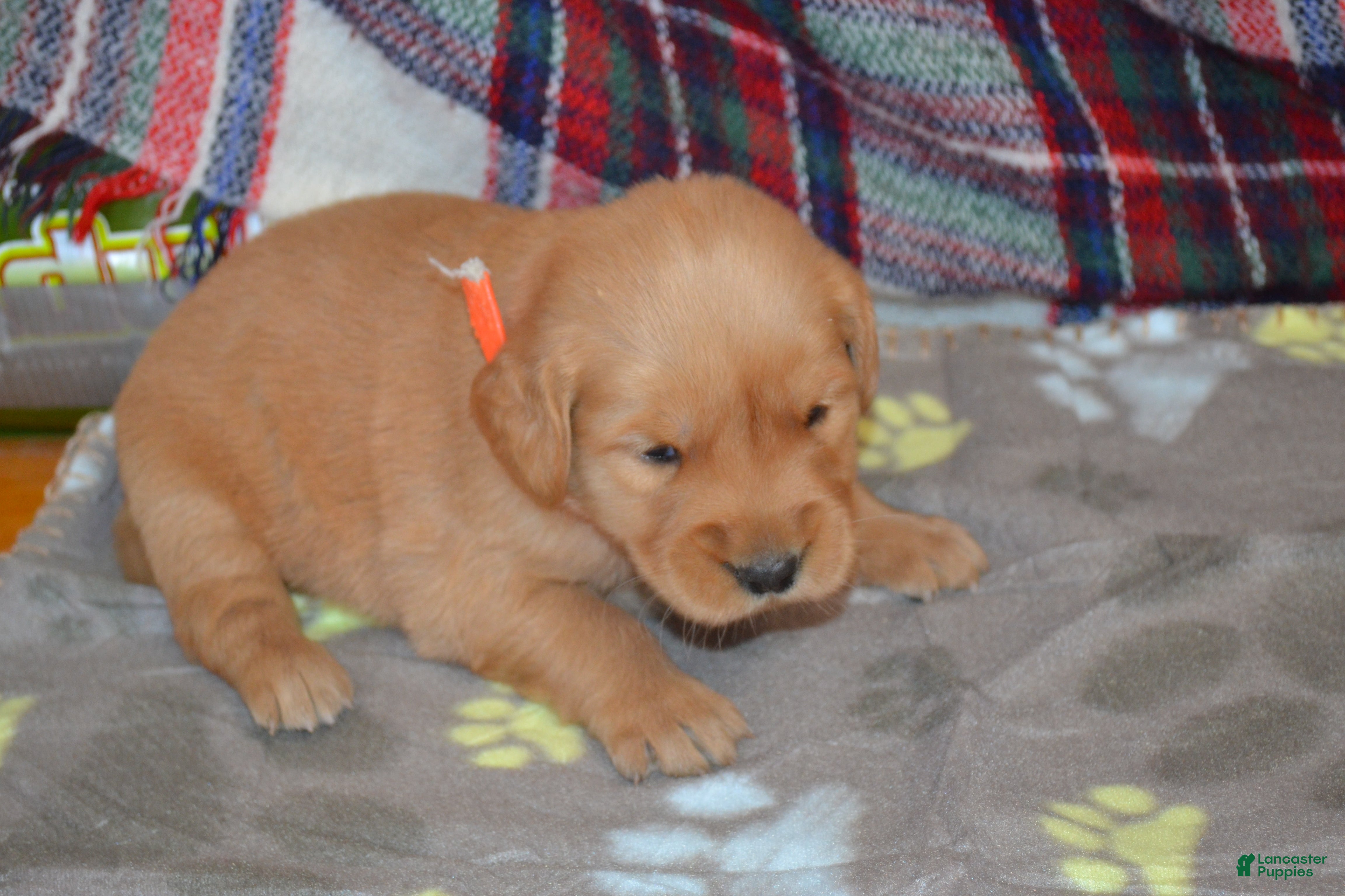 Golden Retriever dogs Mandy - Ad 2