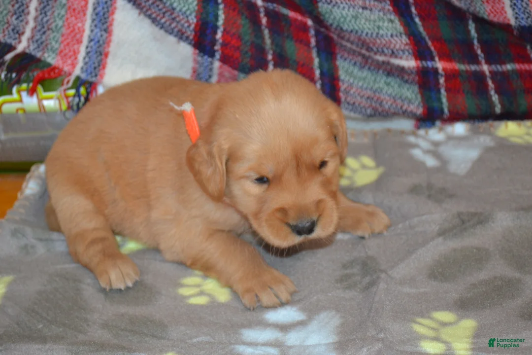 Golden Retriever dogs for sale: Mandy - Ad 2