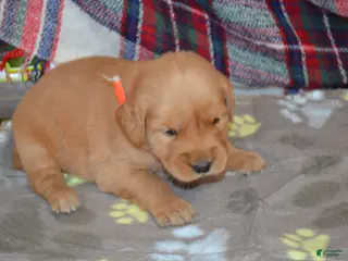 Golden Retriever dogs Mandy - Ad 2