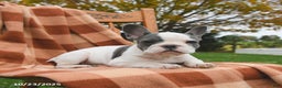 French Bulldog dogs for sale: Bonnie - Ad 5