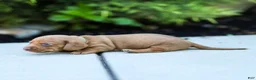 Miniature Dachshund dogs for sale: Mylan Miniature Dachshund  - Ad 2