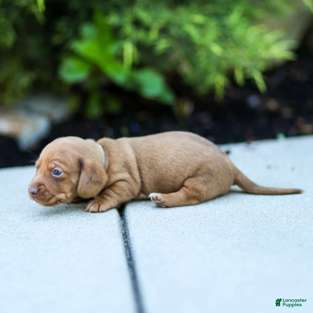 Miniature Dachshund dogs for sale: Mylan Miniature Dachshund  - Ad 2