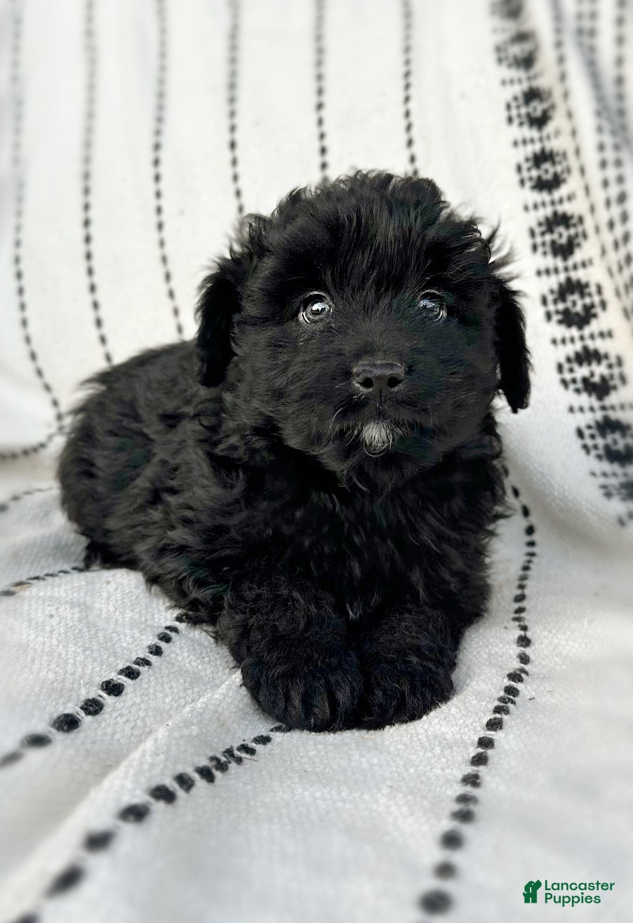Mini Aussiedoodle dogs Riggs - Ad 21