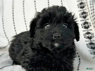 Mini Aussiedoodle dogs Riggs - Ad 39