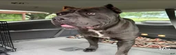 Cane Corso dogs for sale: Bruno - Ad 6
