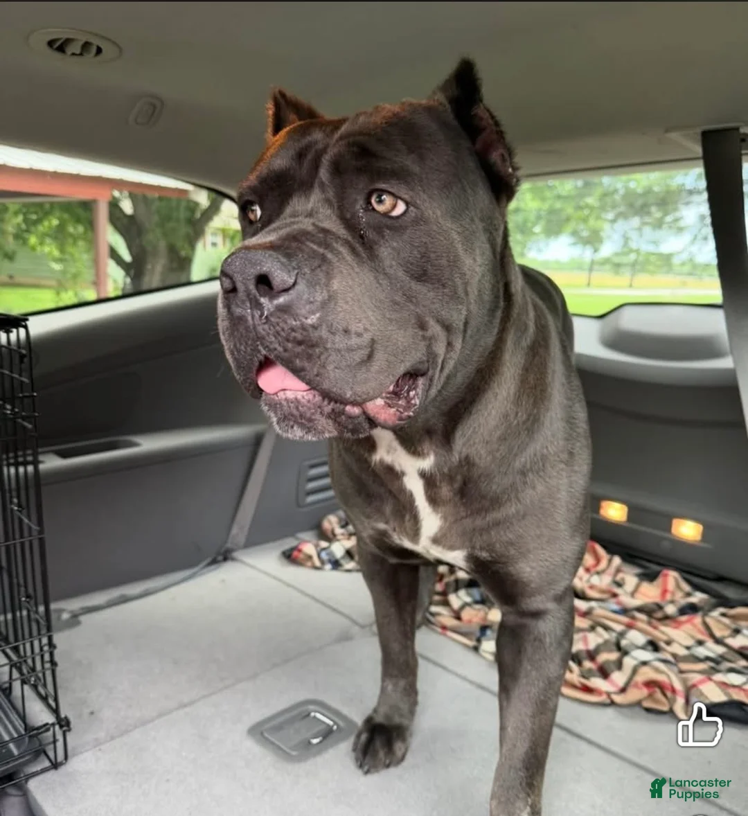 Cane Corso dogs for sale: Bruno - Ad 6