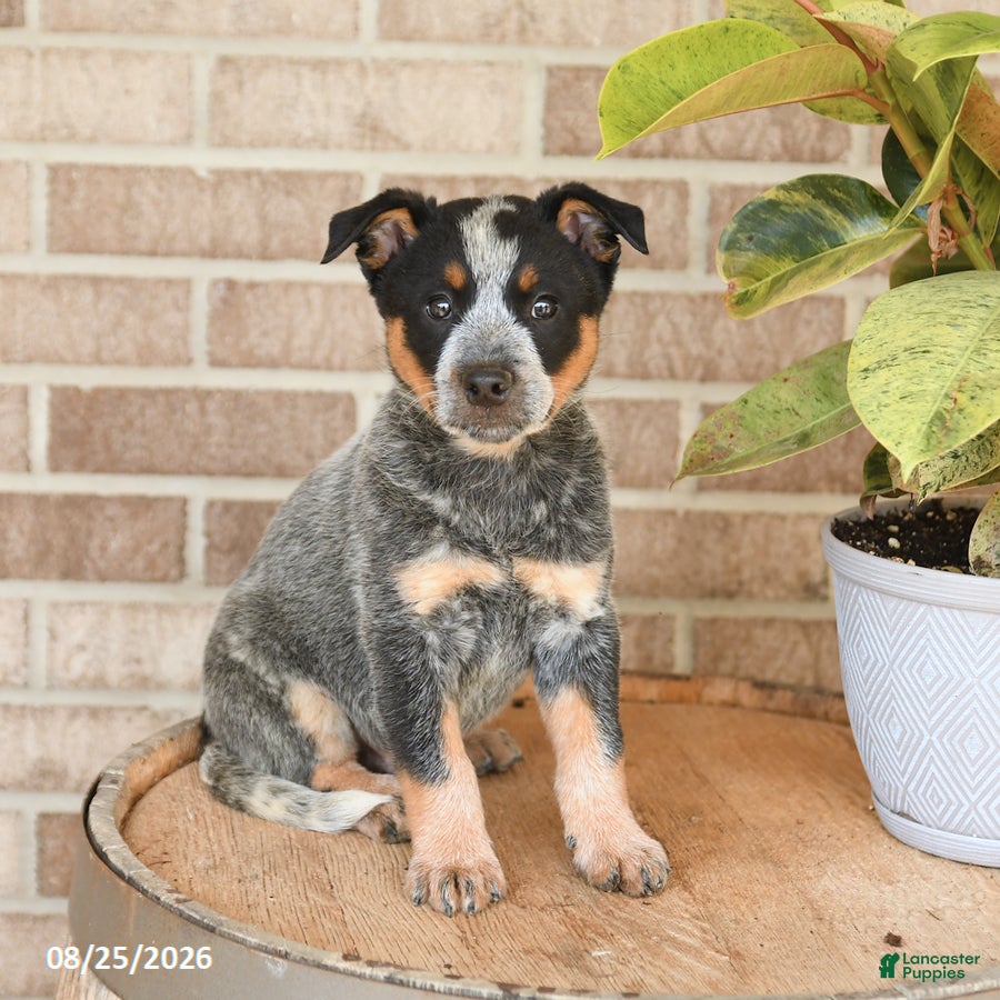 Australian Cattle Dog dogs Murphy - Ad 1