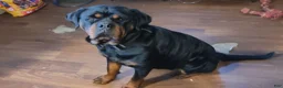 Rottweiler dogs for sale: Rottweiler 3 - Ad 2