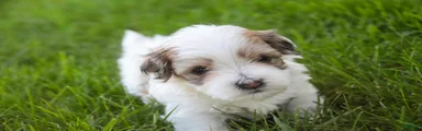 Emma Havanese Puppy 