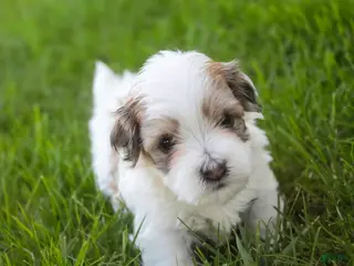 Havanese dogs for sale: Emma Havanese Puppy - Ad 2