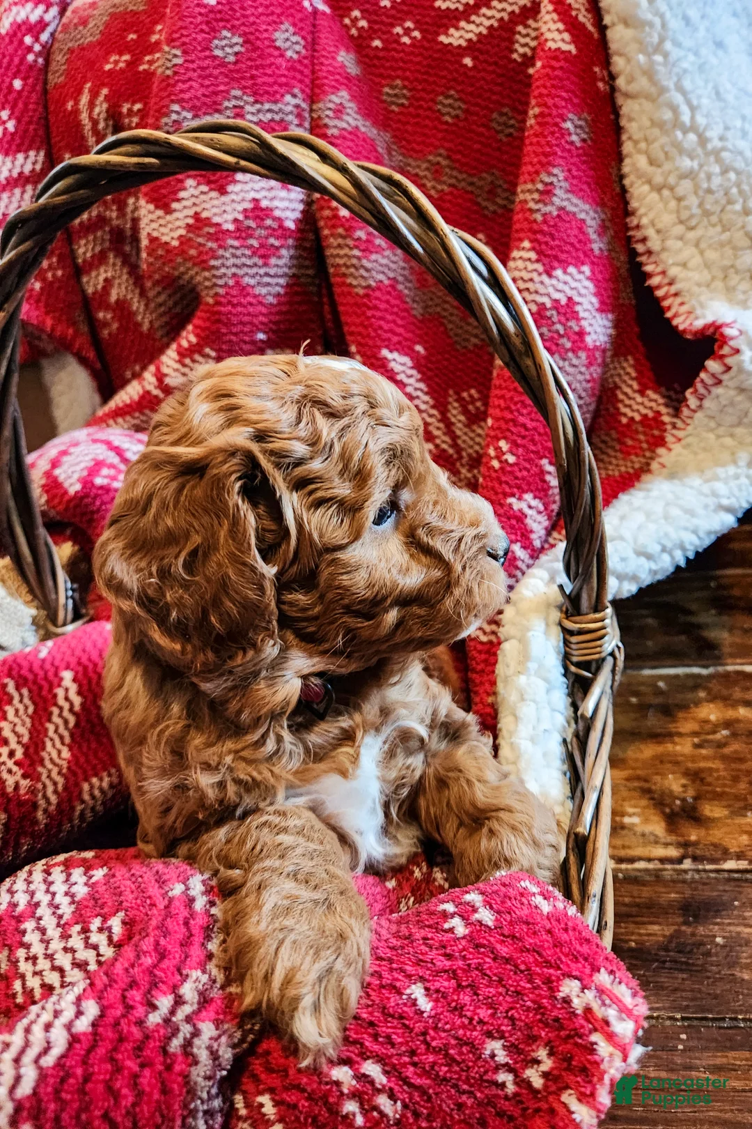 Mini Goldendoodle dogs for sale: Bruno - Ad 2