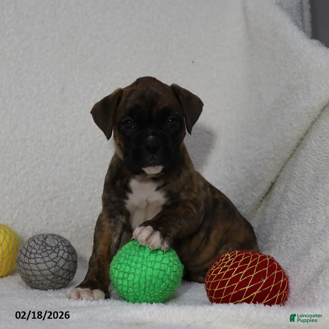 Boxer dogs for sale: Molly - Ad 4