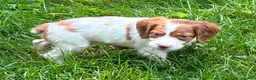 Brittany Spaniel dogs for sale: Hawkeye Holly Girl 2 - Ad 6