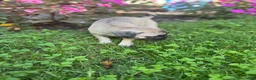 Frug dogs for sale: Frug 4 - Ad 2