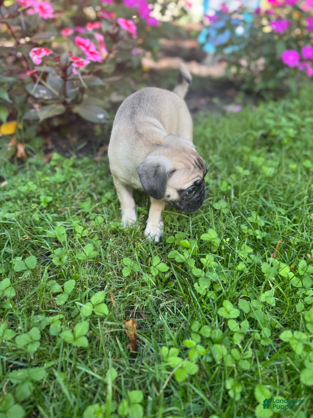 Frug dogs for sale: Frug 4 - Ad 2