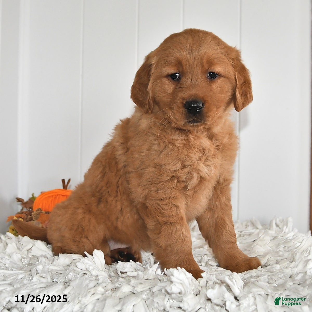 Golden Retriever dogs Bella - Ad 5