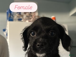 Mixed Breed dogs - Ad 22