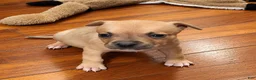 American Bully dogs for sale: Miracle - Ad 4
