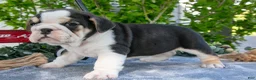 Beabull dogs for sale: Jessie - Ad 1