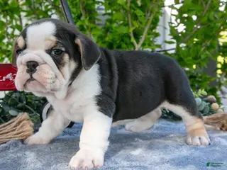 Beabull dogs for sale: Jessie - Ad 3
