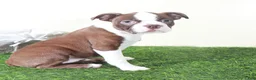 Boston Terrier dogs for sale: Poppy Sweet AKC Female Boston Terrier Puppy - Ad 3