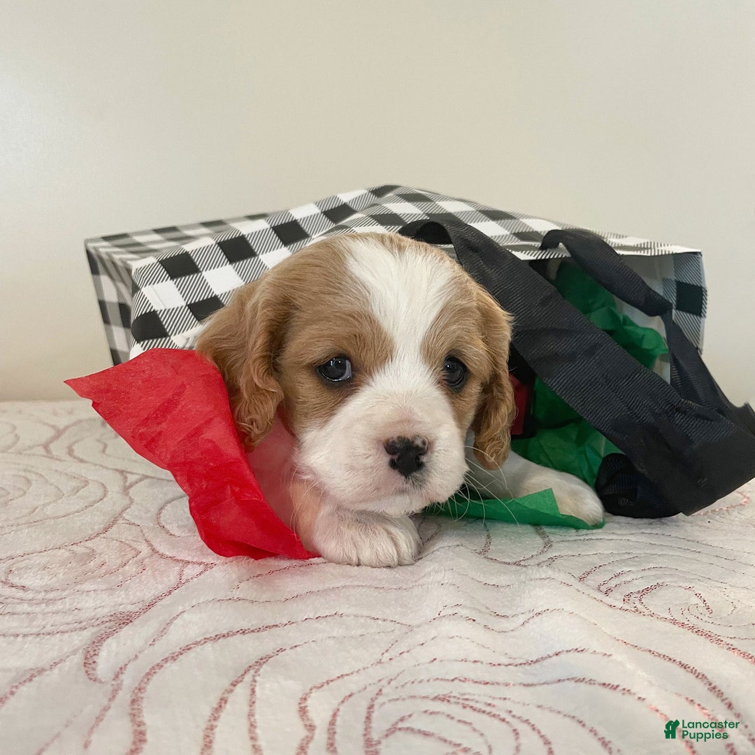 Cavapoo dogs for sale: Cindy - Ad 4