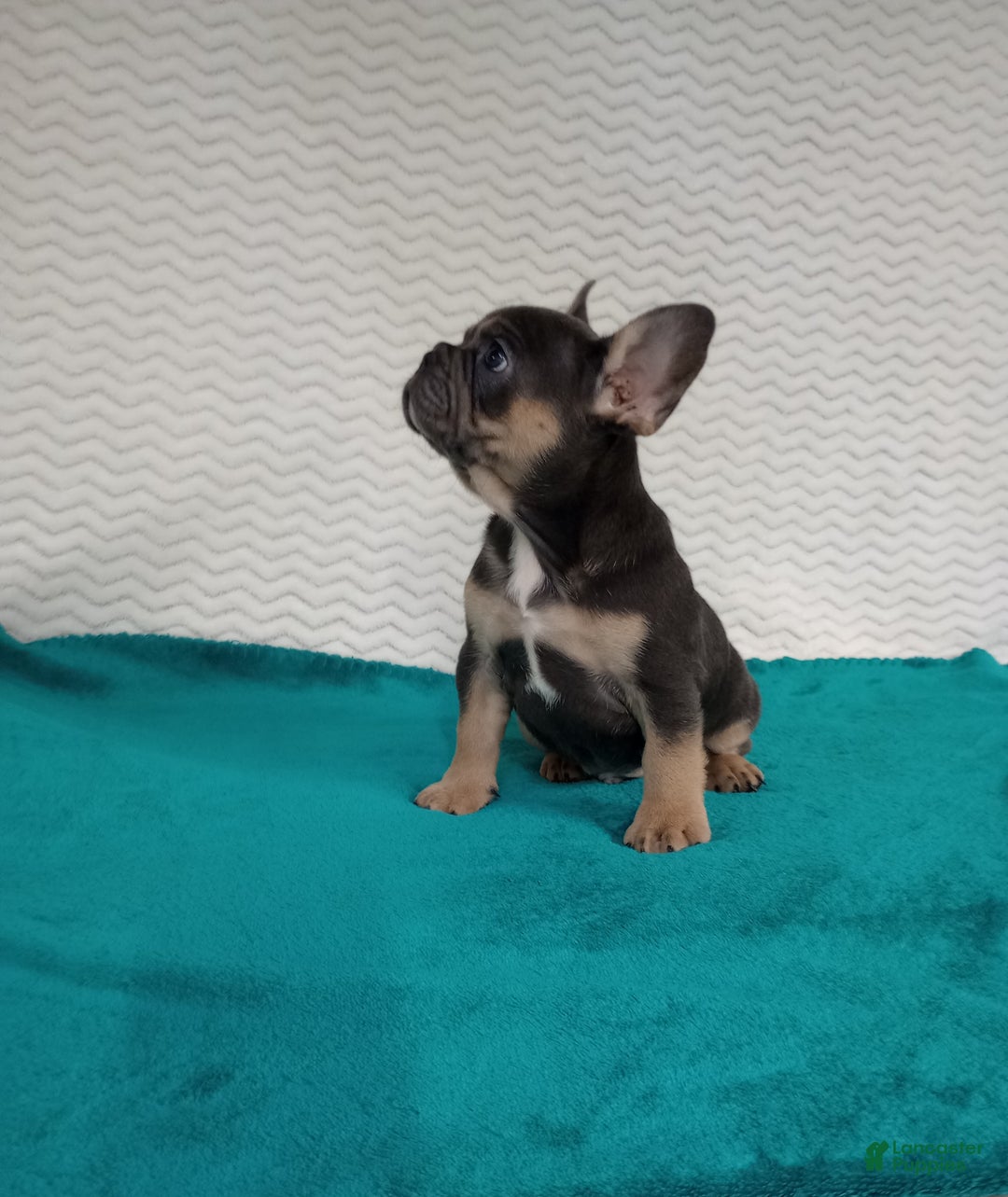 French Bulldog dogs for sale: Henry  - Ad 2