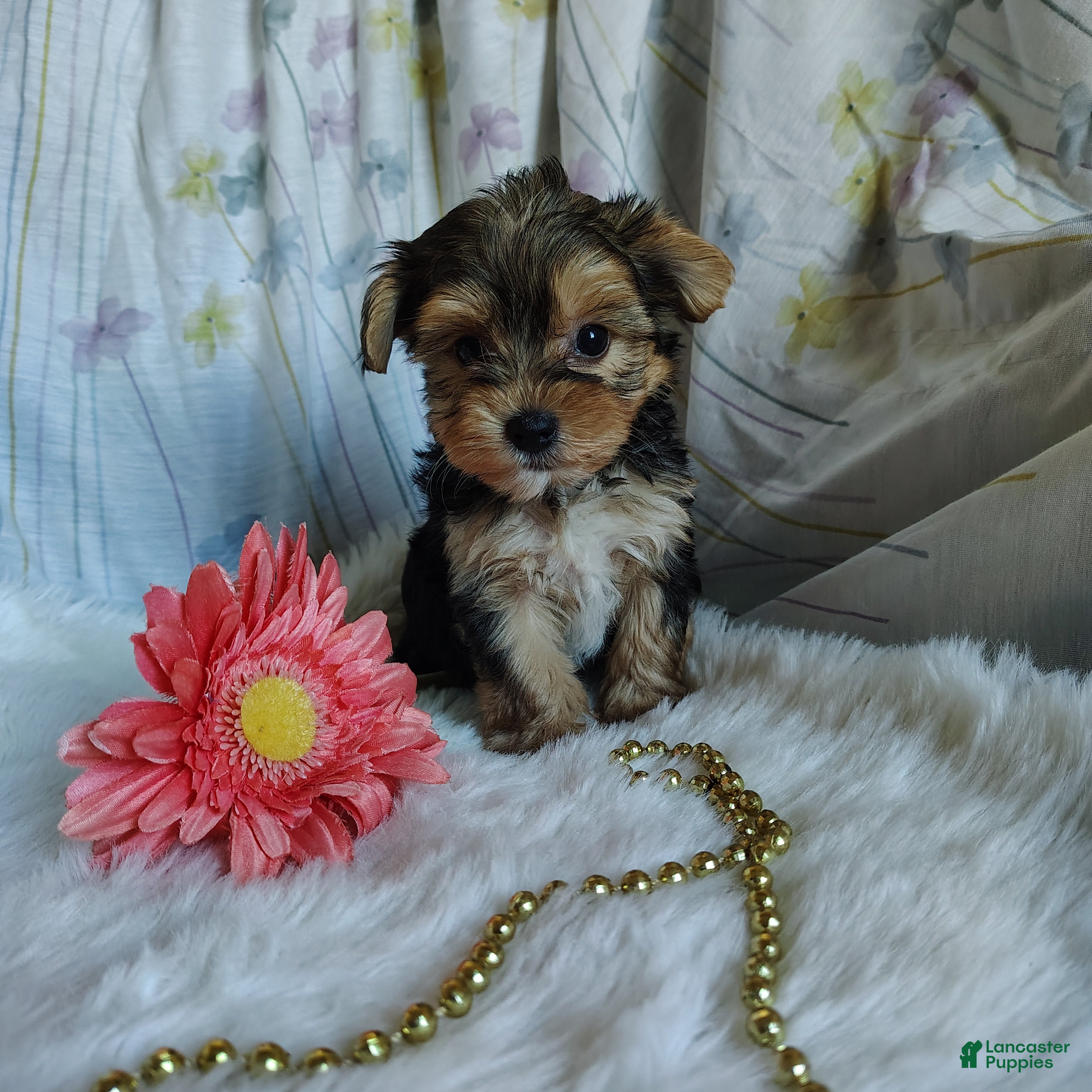 Yorkshire Terrier dogs Jolene - Ad 1