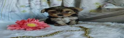 Yorkshire Terrier dogs for sale: Jolene - Ad 1