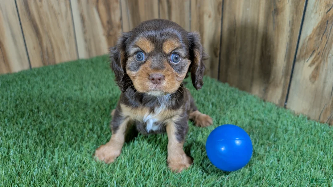 Cavalier King Charles Spaniel dogs for sale: Donuts Boy 2 - Ad 1