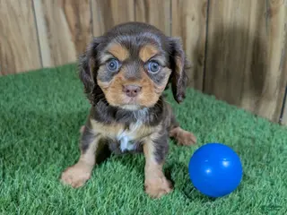 Cavalier King Charles Spaniel dogs for sale: Donuts Boy 2 - Ad 4
