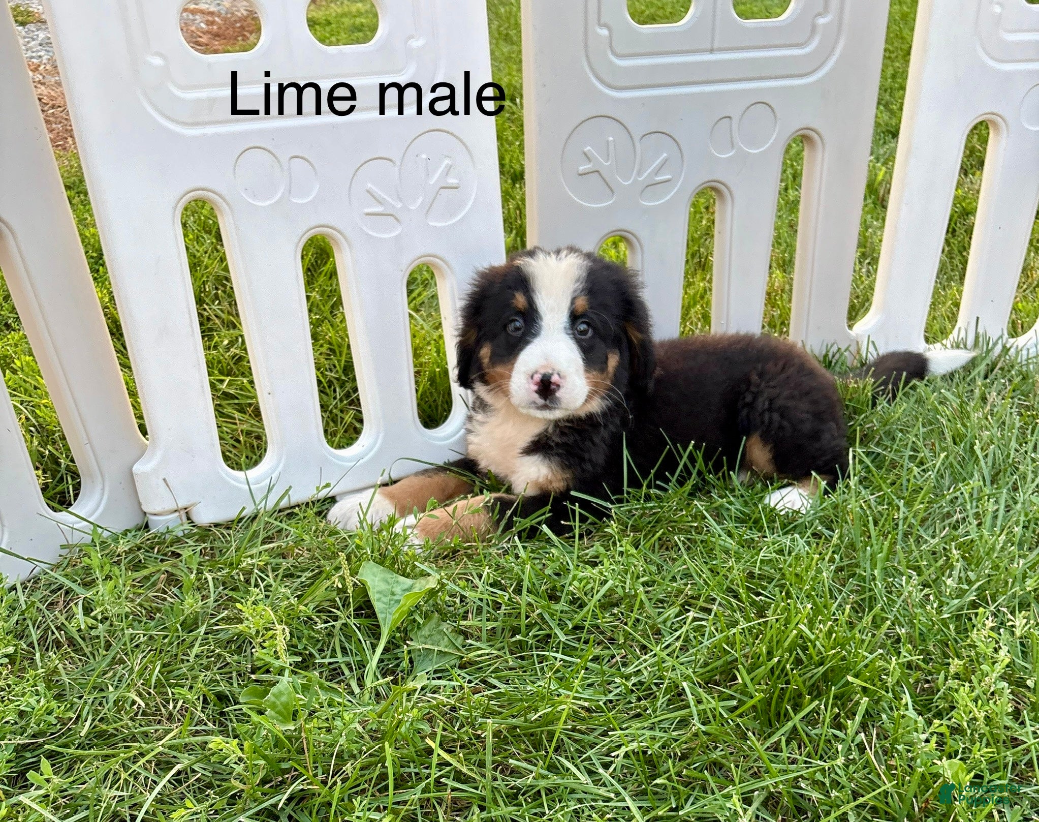 Bernese Mountain Dog dogs Lime Green male  - Ad 32